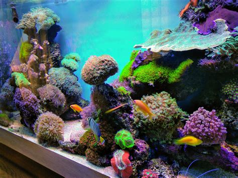 Reef tank aquarium. Things To Know About Reef tank aquarium. 
